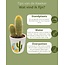 Cactus Mix - ↕8-15cm (6 Stuks) - Rising Sun - Ø7.5 cm