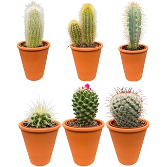 Cactus Mix - ↕8-15cm (6 Stuks) - Terracotta - Ø7.5 cm