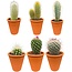 Cactus Mix - ↕8-15cm (6 Stuks) - Terracotta - Ø7.5 cm