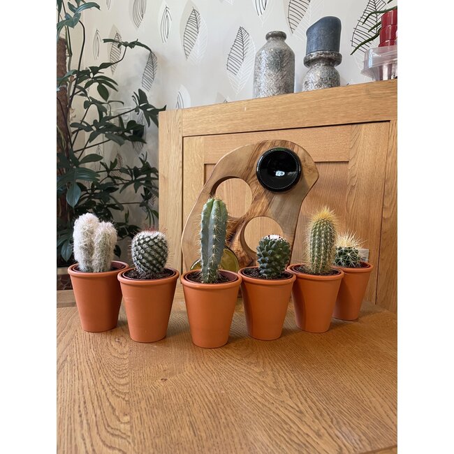 Cactus Mix - ↕8-15cm (6 Stuks) - Terracotta - Ø7.5 cm