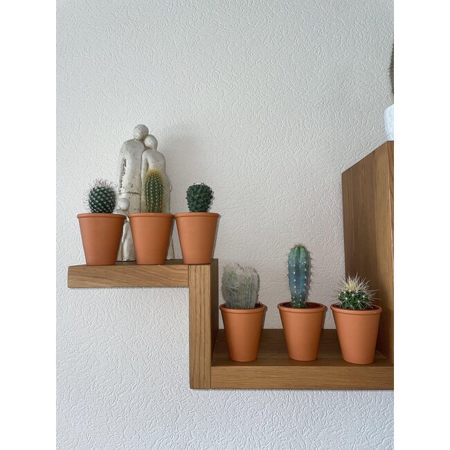 Cactus Mix - ↕8-15cm (6 Stuks) - Terracotta - Ø7.5 cm