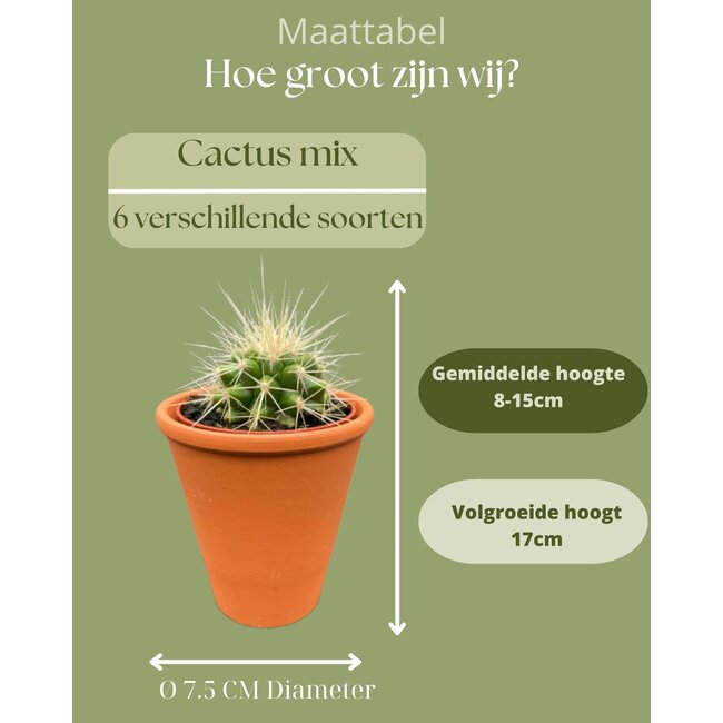 Cactus Mix - ↕8-15cm (6 Stuks) - Terracotta - Ø7.5 cm