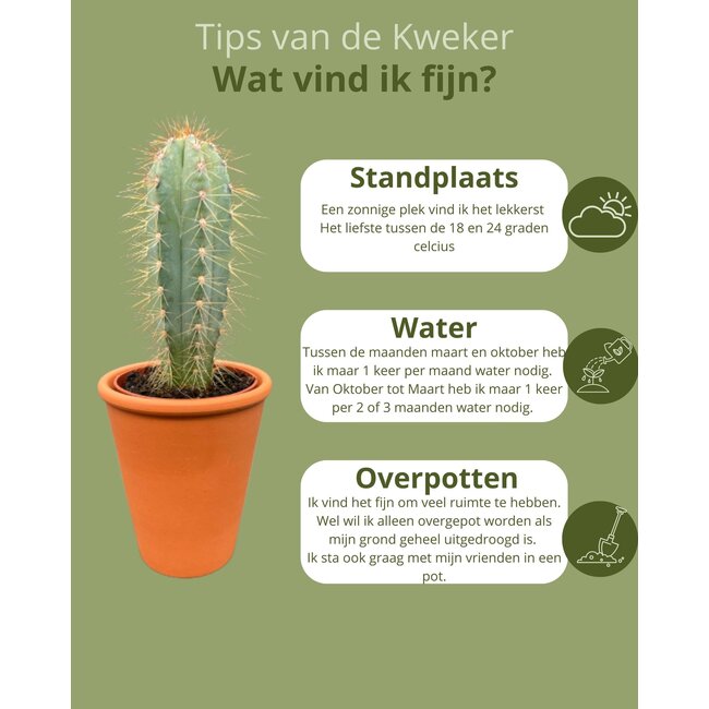 Cactus Mix - ↕8-15cm (6 Stuks) - Terracotta - Ø7.5 cm