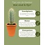 Cactus Mix - ↕8-15cm (6 Stuks) - Terracotta - Ø7.5 cm