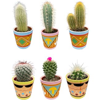Cactus Mix - ↕8-15cm (6 Stuks) - Picaso - Ø7.5 cm