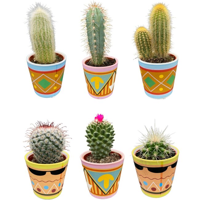 Cactus Mix - ↕8-15cm (6 Stuks) - Picaso - Ø7.5 cm