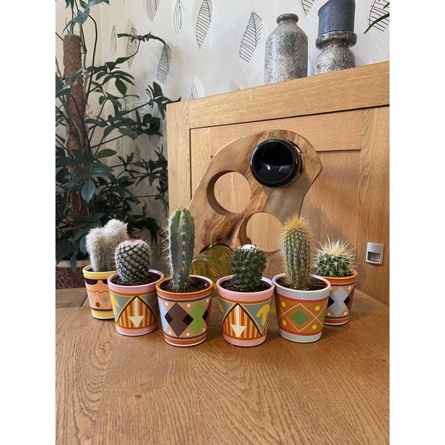 Cactus Mix - ↕8-15cm (6 Stuks) - Picaso - Ø7.5 cm