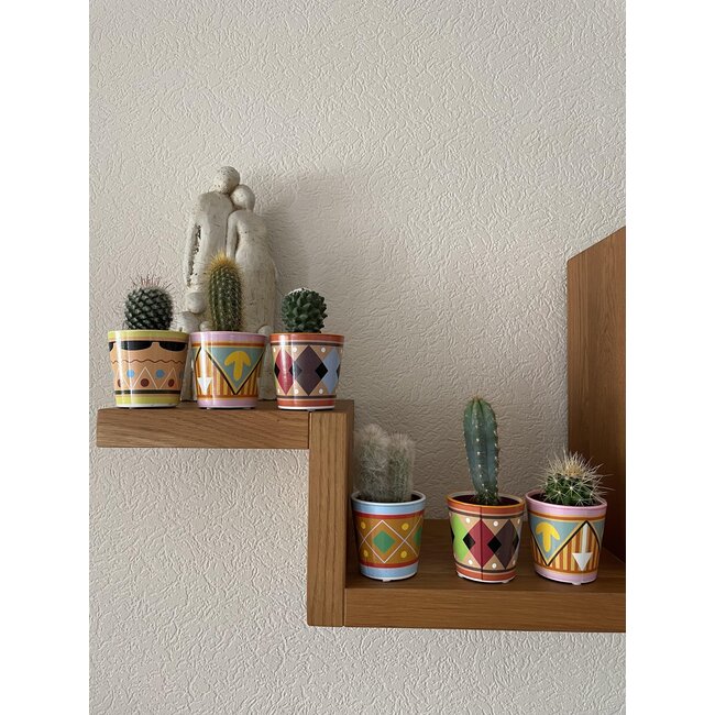 Cactus Mix - ↕8-15cm (6 Stuks) - Picaso - Ø7.5 cm