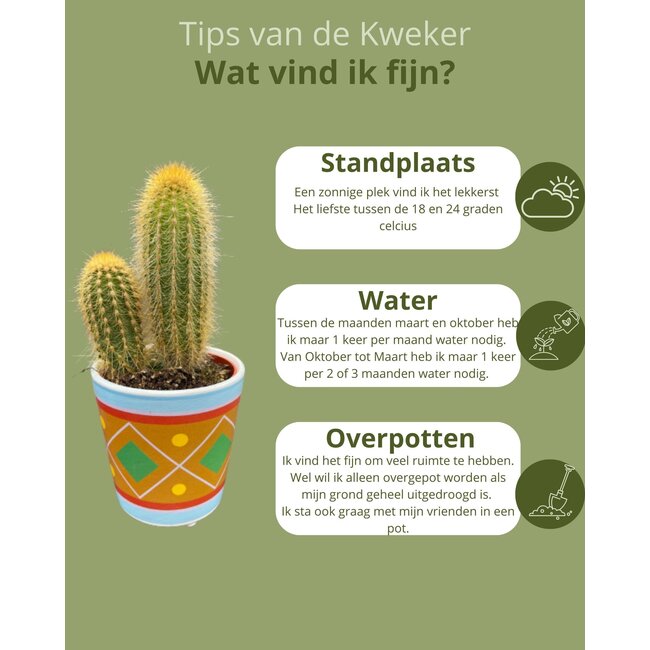 Cactus Mix - ↕8-15cm (6 Stuks) - Picaso - Ø7.5 cm