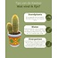 Cactus Mix - ↕8-15cm (6 Stuks) - Picaso - Ø7.5 cm