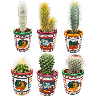 Cactus Mix - ↕8-15cm (6 Stuks) - Mexico - Ø7.5 cm