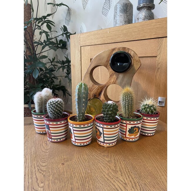 Cactus Mix - ↕8-15cm (6 Stuks) - Mexico - Ø7.5 cm