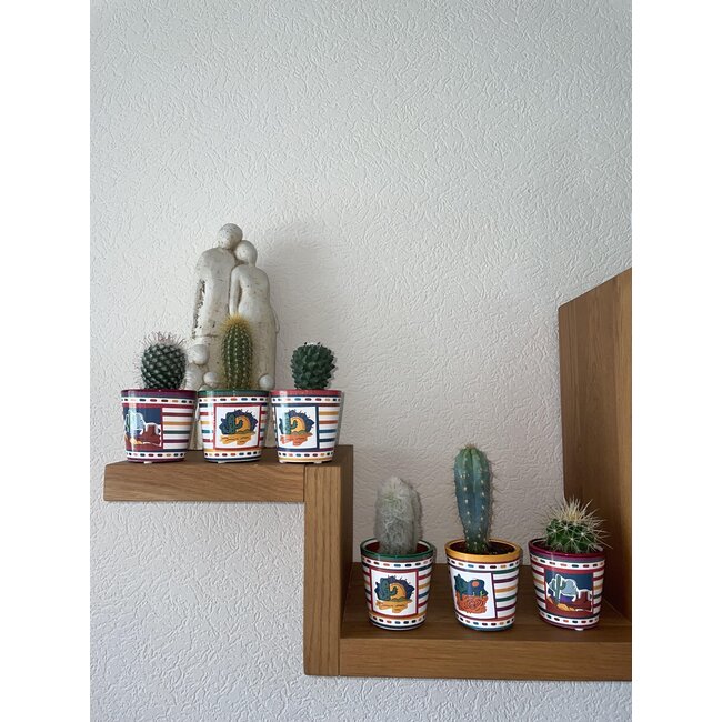 Cactus Mix - ↕8-15cm (6 Stuks) - Mexico - Ø7.5 cm