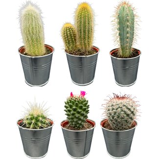 Cactus Mix - ↕8-15cm (6 Stuks) - Zinc - Ø7.5 cm