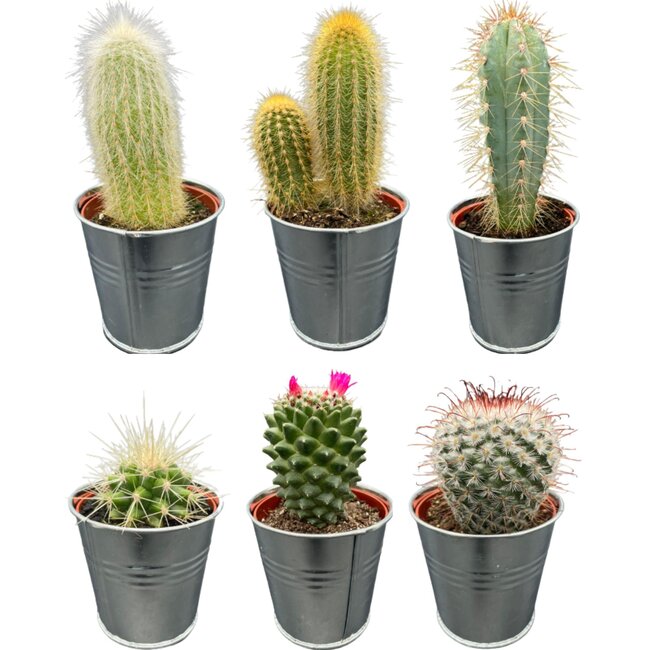 Cactus Mix - ↕8-15cm (6 Stuks) - Zinc - Ø7.5 cm