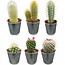 Cactus Mix - ↕8-15cm (6 Stuks) - Zinc - Ø7.5 cm