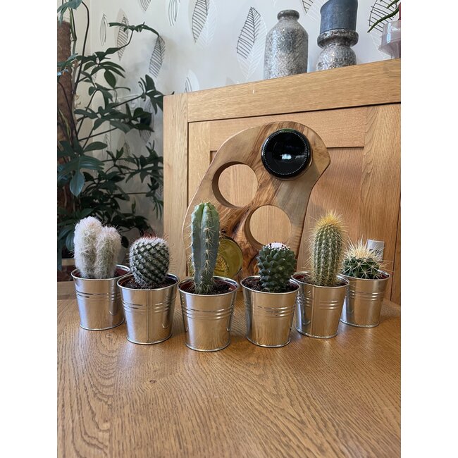 Cactus Mix - ↕8-15cm (6 Stuks) - Zinc - Ø7.5 cm