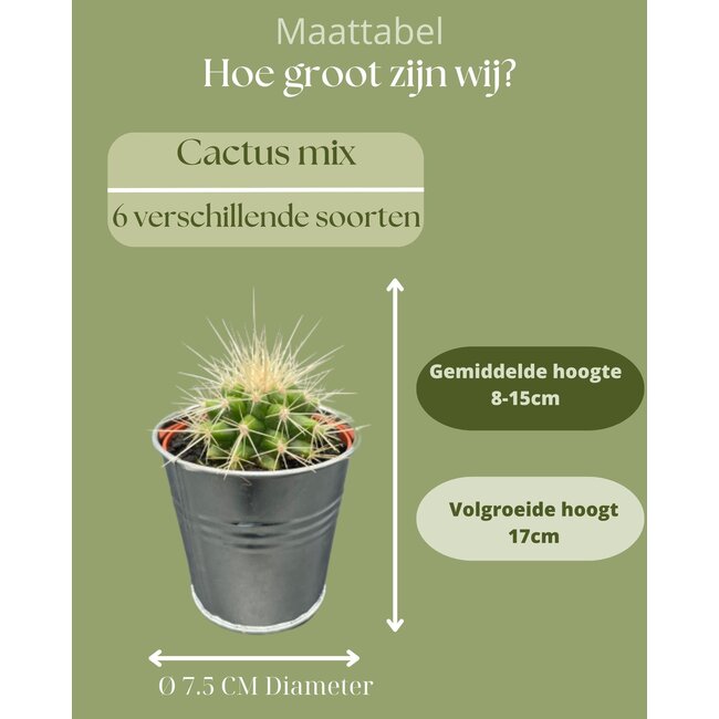 Cactus Mix - ↕8-15cm (6 Stuks) - Zinc - Ø7.5 cm