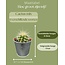 Cactus Mix - ↕8-15cm (6 Stuks) - Zinc - Ø7.5 cm