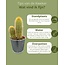 Cactus Mix - ↕8-15cm (6 Stuks) - Zinc - Ø7.5 cm