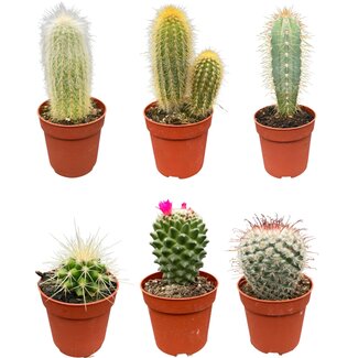 Cactus Mix - ↕8-15cm (6 Stuks) - Normal - Ø6.5 cm