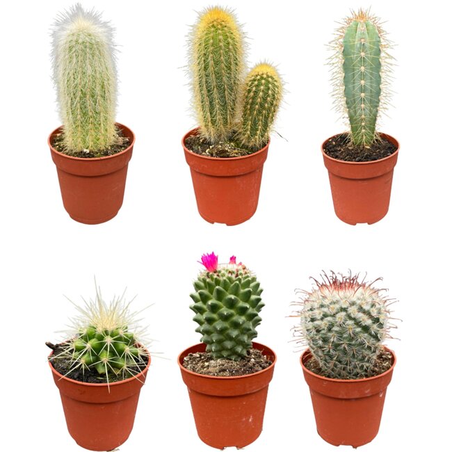 Cactus Mix - ↕8-15cm (6 Stuks) - Normal - Ø6.5 cm