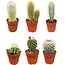 Cactus Mix - ↕8-15cm (6 Stuks) - Normal - Ø6.5 cm