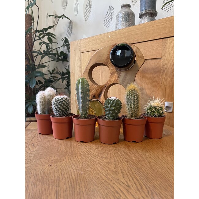 Cactus Mix - ↕8-15cm (6 Stuks) - Normal - Ø6.5 cm
