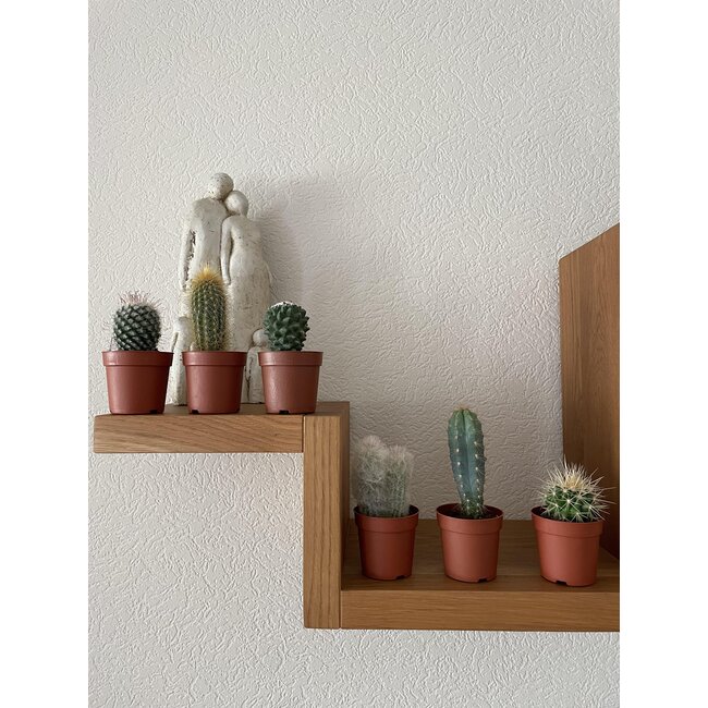 Cactus Mix - ↕8-15cm (6 Stuks) - Normal - Ø6.5 cm
