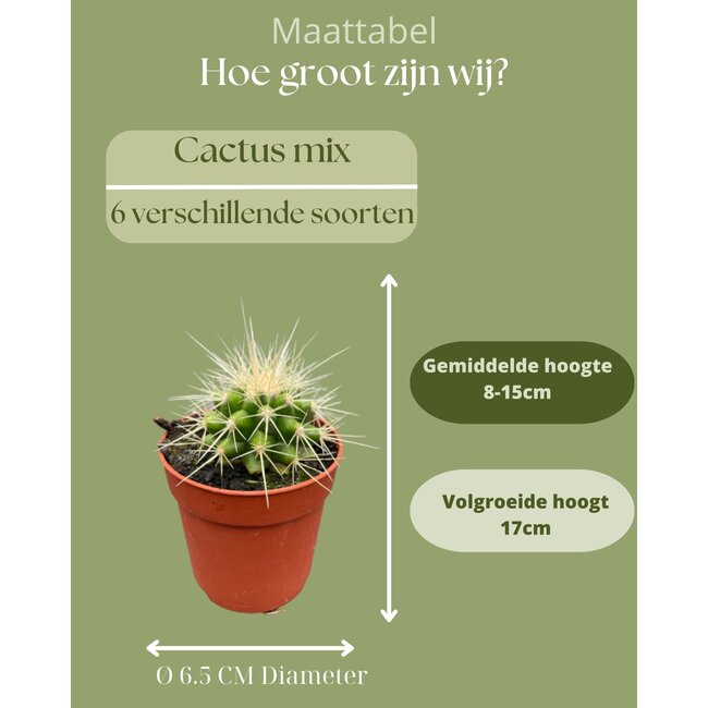 Cactus Mix - ↕8-15cm (6 Stuks) - Normal - Ø6.5 cm