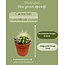 Cactus Mix - ↕8-15cm (6 Stuks) - Normal - Ø6.5 cm