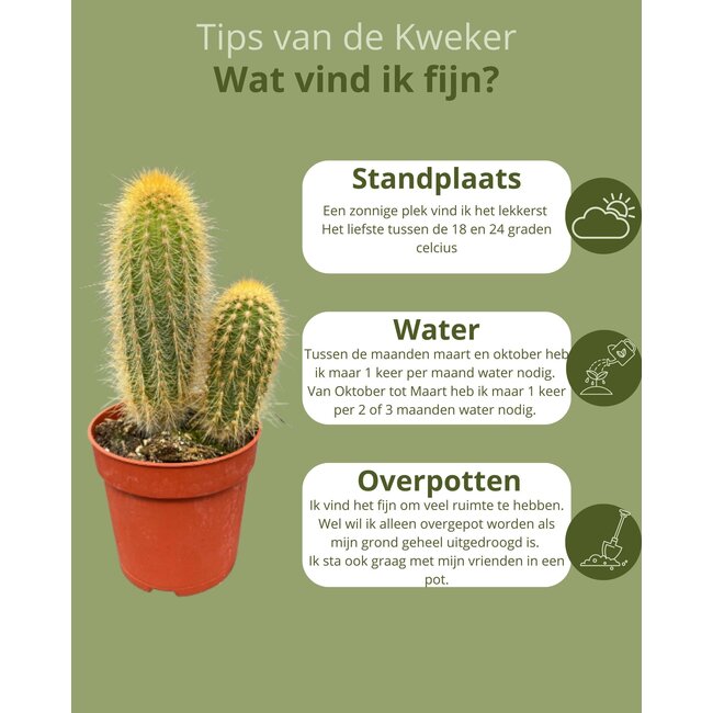 Cactus Mix - ↕8-15cm (6 Stuks) - Normal - Ø6.5 cm