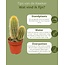 Cactus Mix - ↕8-15cm (6 Stuks) - Normal - Ø6.5 cm