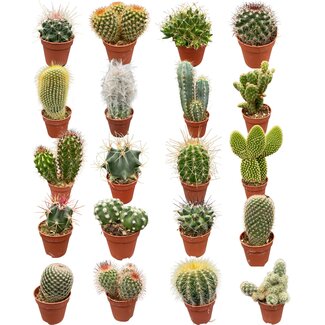 Cactus Mix 20 Verschillende Soorten- 5.5cm Potten- ↕6-12cm (20 Stuks)