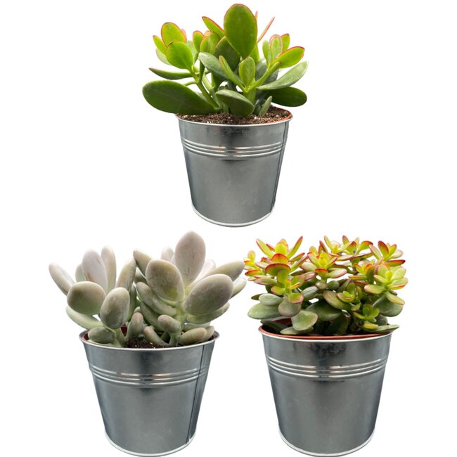 Succulenten Mix - ↕16-22cm (3 Stuks) - Zinc - Ø13 cm