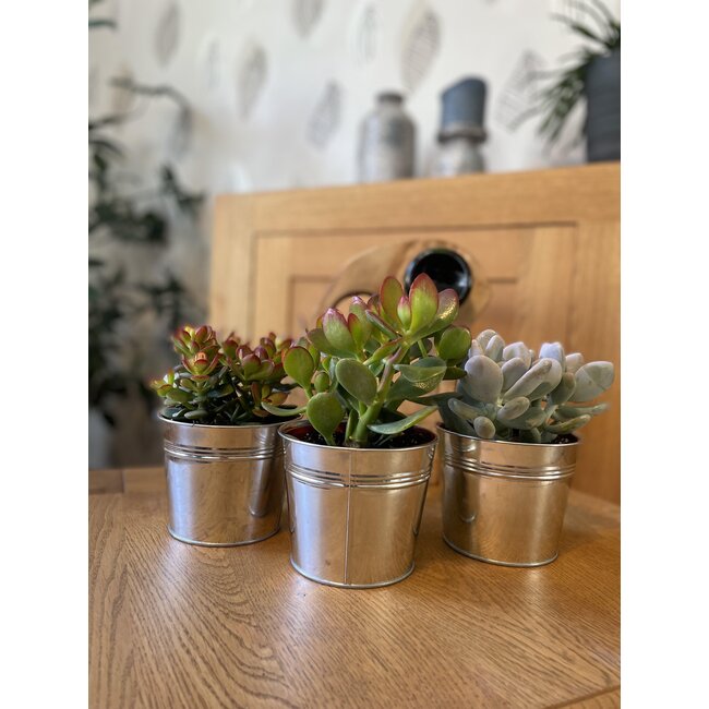Succulenten Mix - ↕16-22cm (3 Stuks) - Zinc - Ø13 cm