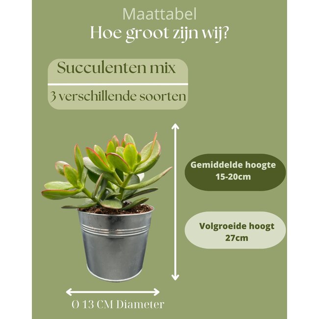 Succulenten Mix - ↕16-22cm (3 Stuks) - Zinc - Ø13 cm
