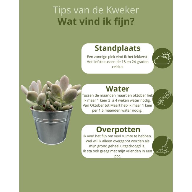 Succulenten Mix - ↕16-22cm (3 Stuks) - Zinc - Ø13 cm