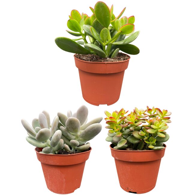 Succulenten Mix - ↕16-22cm (3 Stuks) - Normal - Ø12 cm