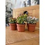 Succulenten Mix - ↕16-22cm (3 Stuks) - Normal - Ø12 cm