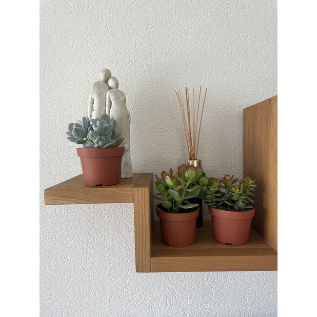 Succulenten Mix - ↕16-22cm (3 Stuks) - Normal - Ø12 cm