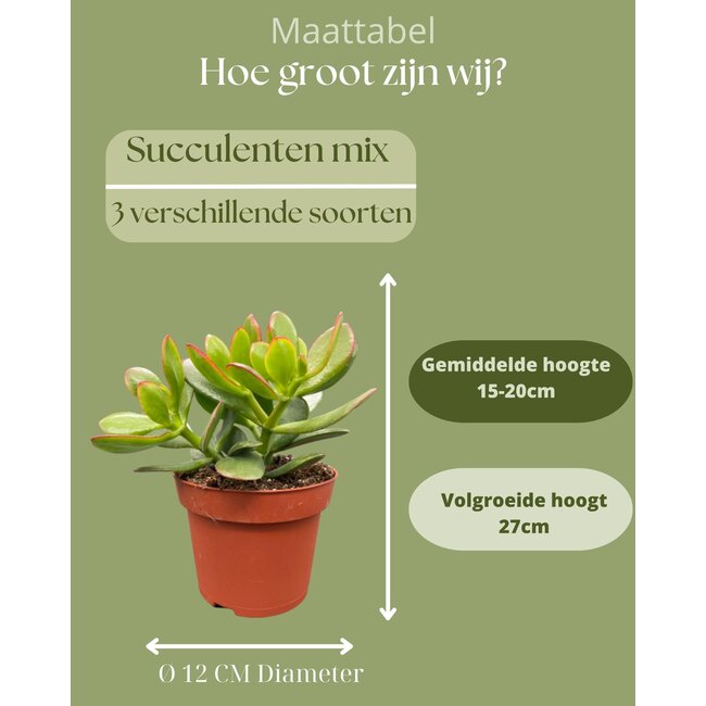 Succulenten Mix - ↕16-22cm (3 Stuks) - Normal - Ø12 cm