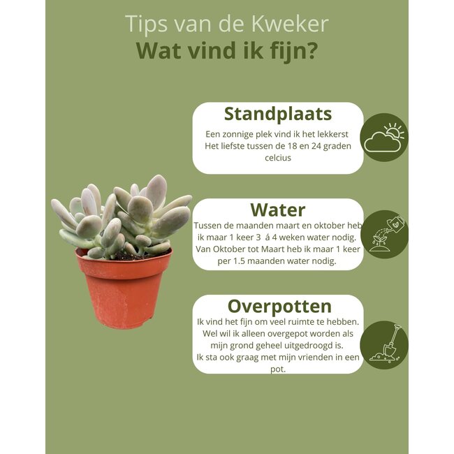 Succulenten Mix - ↕16-22cm (3 Stuks) - Normal - Ø12 cm