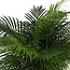 Dypsis Lutescens (Areca Palm) - Ø27cm - ↕160cm