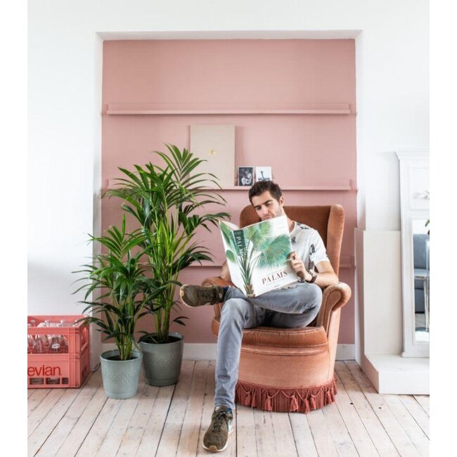 Dypsis Lutescens (Areca Palm) - Ø27cm - ↕160cm