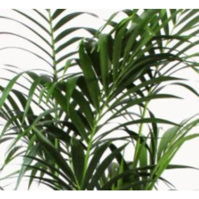 Kentia Palm - Ø27cm - ↕160cm