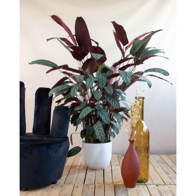 Ctenanthe Oppenheimiana - Ø27cm - ↕150cm