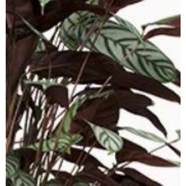 Ctenanthe Oppenheimiana - Ø27cm - ↕150cm