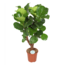 Ficus Lyrata (vertakt) Ø27cm ↕130cm