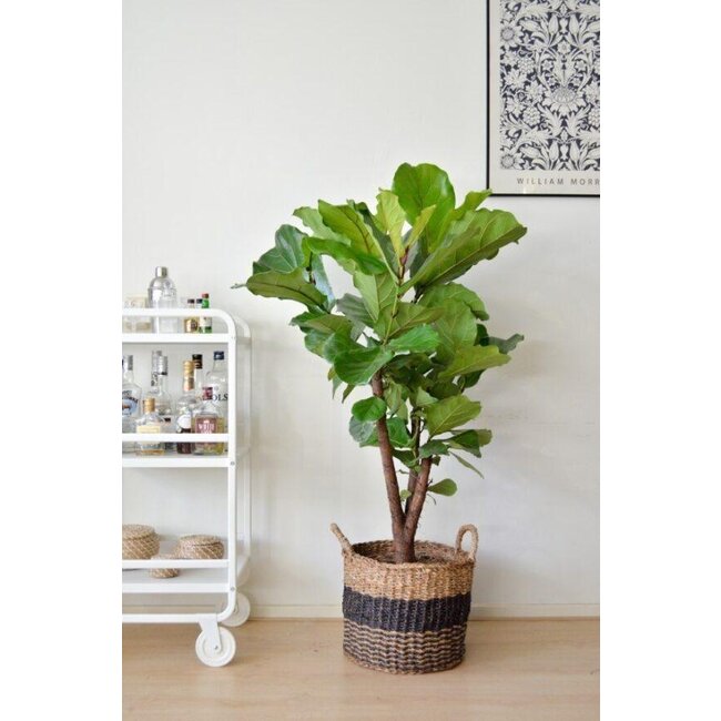 Ficus Lyrata (vertakt) Ø27cm ↕130cm